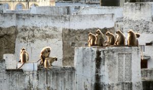 Amourous-Monkies,-India.jpg