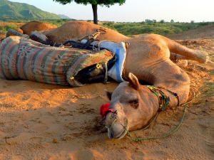 Camel,-Sunset,-Rhajastan,-India.jpg