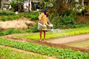 Gardener,-Vietnam.jpg