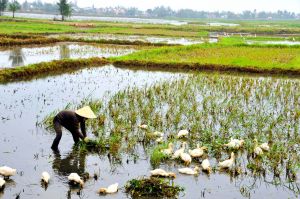 Rice-farmer-and-geese.jpg