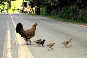 Chicken-crossing-road---why--c38.jpg