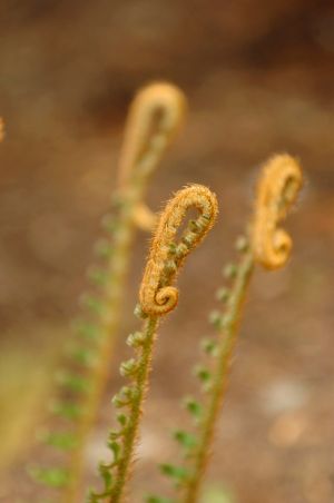 Fern-fronds-c27.jpg