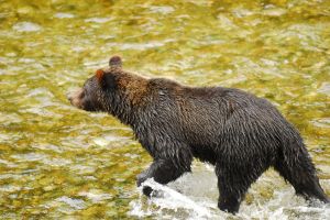 Grizzly,-Alaska--2-c81.jpg