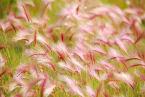 pink-grass-c23.jpg