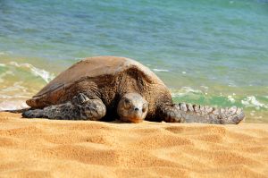 Turtle,-Hawaii.jpg